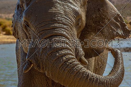Elephants in Wild Life in Africa enjoying the water in the heat 