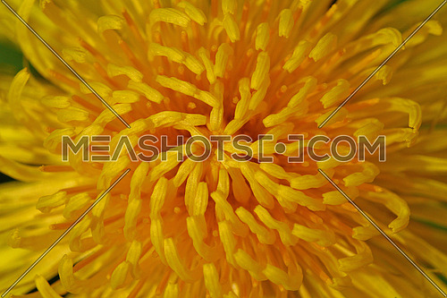 Dandelion flower center pattern closeup