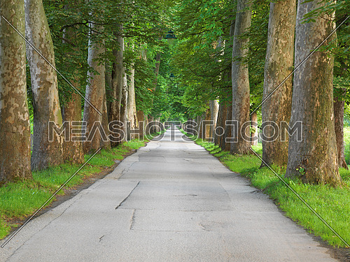 road with trees on fresh summer morning in beautiful  alley