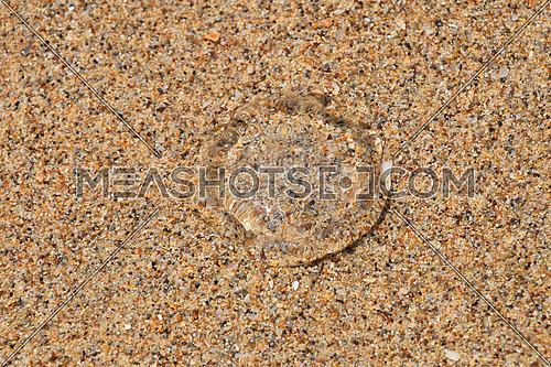 One small transparent jellyfish out of water on coarse colorful sand sea beach under the bright sunshine, close up, high angle view