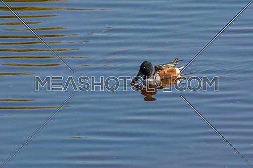 Northern shoveler (Anas clypeata) or shoveller can be recognised on its spatulate bill. It is a common and widespread duck. It breeds in northern areas of Europe and Asia and across most of North America.