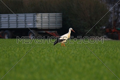 White stork in a green field in front of some agricultural equipment