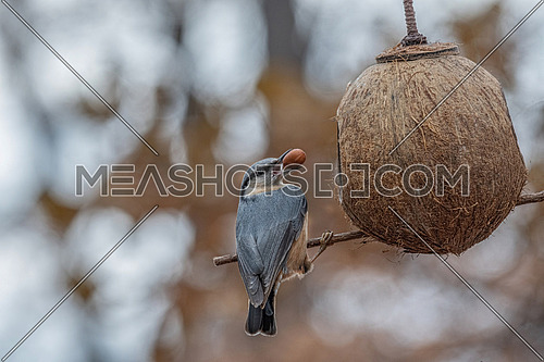 Eurasian nuthatch (Eurasian nuthatch) taking nuts from bird feeder with copy space