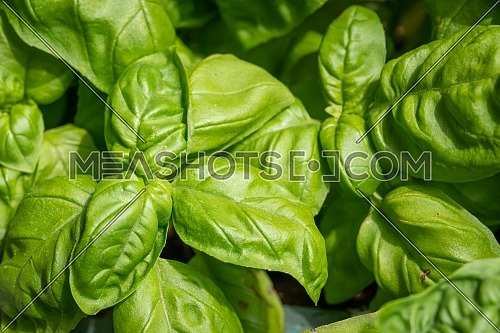 Fresh homegrown basil growing in flower pot,close up.Plant care, hobbies.
