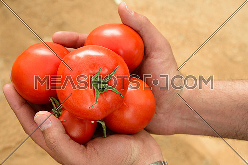 A close up shot of a male hand holding some red tomatos