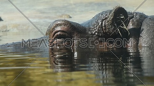Close up portrait of one hippopotamus swimming in water, extreme close up, low angle view