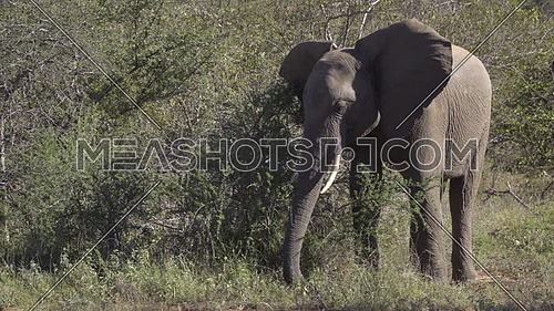 Scene of a young male elephant digging up roots