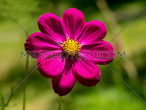 Pink summer cosmos flower - in Latin Cosmos Bipinnatus - at the summer meadow, selective focus at the Cosmos flower.