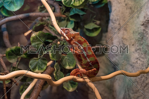 Close up shot of Panther Chameleon, reptile with colorful body