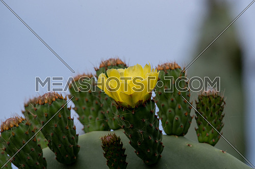 Prickly pear cactus (Opuntia, ficus-indica, Indian fig opuntia).Selective focus