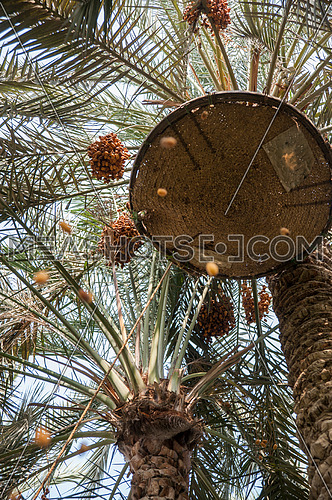 The harvest season of dates from palm trees
موسم حصاد بلح النخيل
