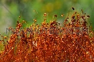 Common brown haircap moss (Polytrichum commune) slow moving after rain, close up