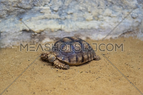 African spurred tortoise (Centrochelys sulcata),inhabits the southern edge of the Sahara desert, in Africa.