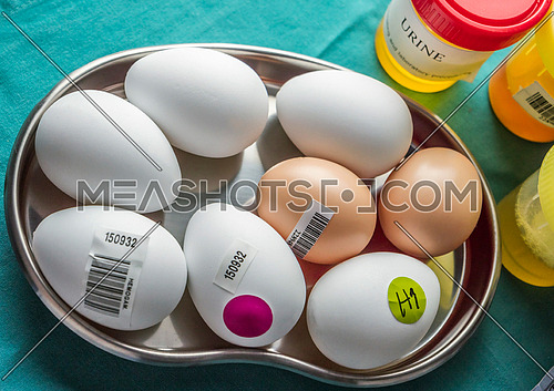 Egg in laboratory infected with Fipronil
