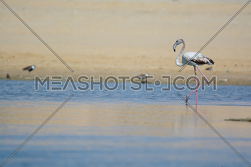 Greater Flamingo by the sea