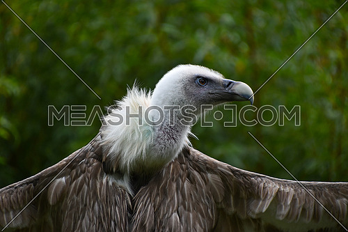 Close up profile portrait of Eurasian griffon vulture (Gyps fulvus) with wings wide spread, low angle, side view