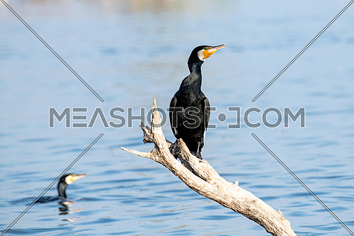 Great cormorant (Phalacrocorax carbo), also known as the great black cormorant.