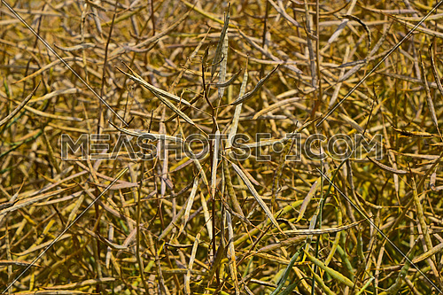 Field of ripe mature colza rape plant close up shot