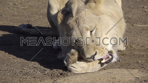 View of a lion chewing on a bone from a hunt