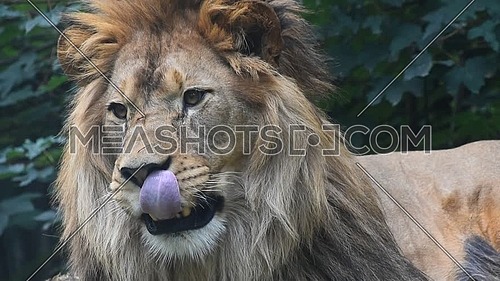 Extreme close up portrait of one young male lion looking at camera and yawning, low angle view