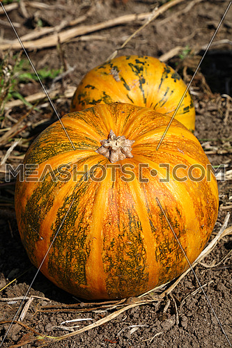 Close up ripe pumpkins growing in field, ready to harvest in autumn season, high angle view