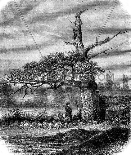 The Oak of Henri IV, near Rennes, vintage engraved illustration. Magasin Pittoresque 1878.