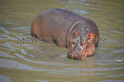 One hippo swims and walks in water