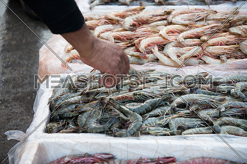close uup of a hand choosing prawns in Fish Market In Dubai