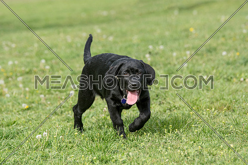 Adorable black puppy Labrador retriever outdoors in summer