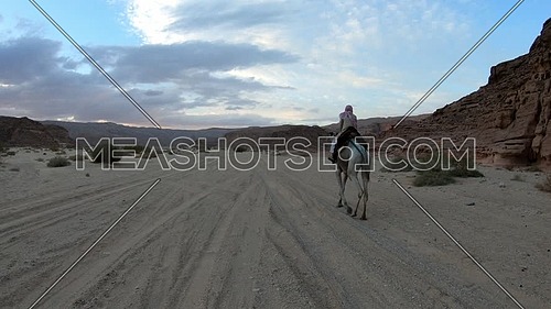 Follow shot for Bedouin man riding a camel Wadi Agarat in Sinai at day