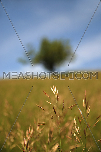 lonely tree on meadow