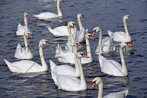 Close up group of several beautiful white swans swim, float and row in water with waves and ripples, high angle view