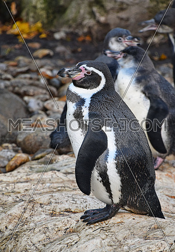 One penguin standing on the rock spreading wings and calling, during mating dance, close up, low angle view,