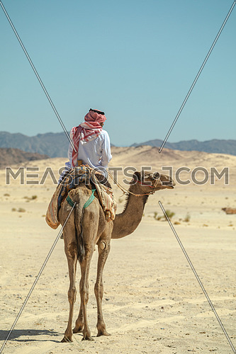 A bediuon male riding a camel at Wadi agarat area in Sinai by day.