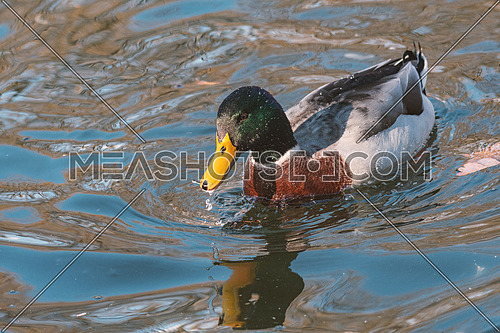 Close-up of a Mallard Duck (Anatidae) at the lake.Animals in the wild