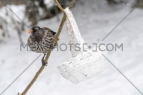 Spotted Nutcracker (Nucifraga caryocatactes) sitting on the perch