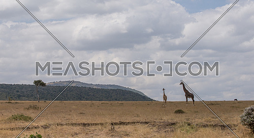 Girrafes in Masai mara national Reserve Kenya