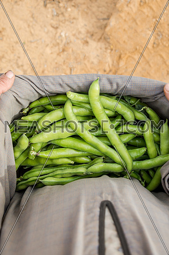 Green Raw broad beans in a farmers clothing