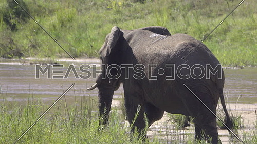 Scene of an elephant walking along lush river bank