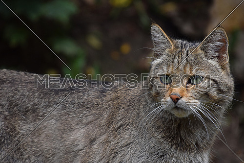 European wildcat portrait close up