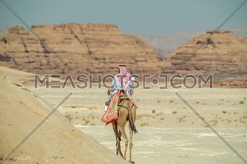 A bediuon male riding a camel at Wadi agarat area in Sinai at day.