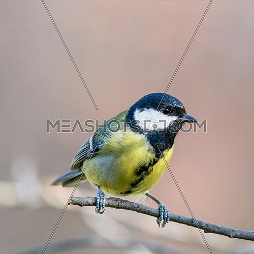 Cute  Great tit (Parus major) bird in yellow black color sitting on tree branch