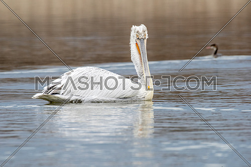 Close-up portrait of Dalmatian pelican (Pelecanus crispus). Large silvery-white bird with curly nape feathers and huge bill with orange pouch.