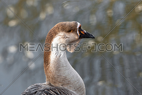 The Chinese goose is a domesticated goose descended from the wild swan goose