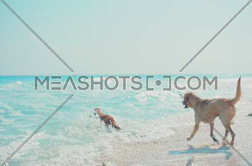 Golden Retriever dogs running on the beach - Alexa