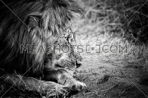 black and white old male lion setting on savannah