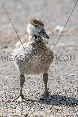 Egyptian goose (Alopochen aegyptiaca) chick first steps in local park