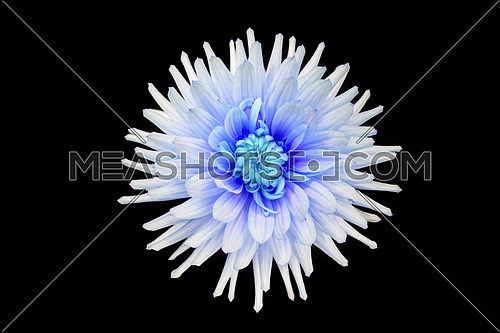 beautiful blue dahlia flower  isolated on black background with rain drops in garden