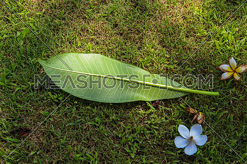 a closeup for a jasmine flower and a green leaf in a garden