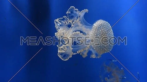 Close up group of jellyfishes or jellies swimming in aquarium water in blue light over dark background, low angle view